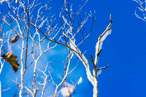 Tree branches with hoarfrost on the mountain Tree branches with hoarfrost on the mountain mt akagi stock pictures, royalty-free photos & images