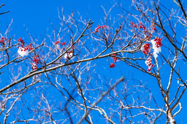 Nandina fruit with hoarfrost on the mountain Nandina fruit with hoarfrost on the mountain mt akagi stock pictures, royalty-free photos & images