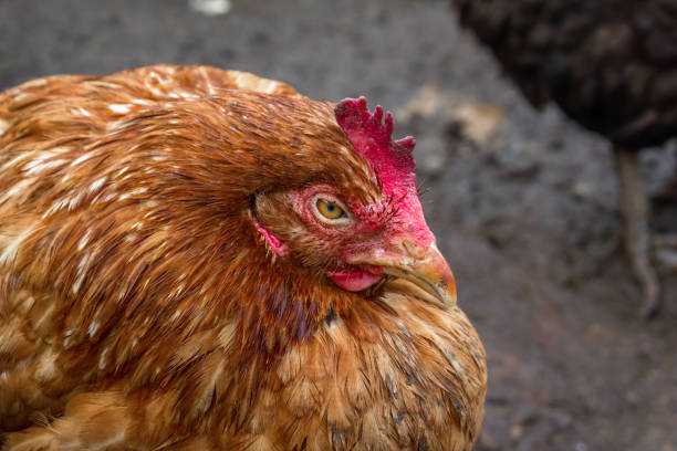il pollo domestico si è ridotto dal freddo. una passeggiata nel cortile del pollame. - shrank foto e immagini stock