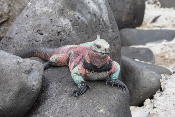 istock Marine iguanas, Espanola, Galapagos Islands 1355721761