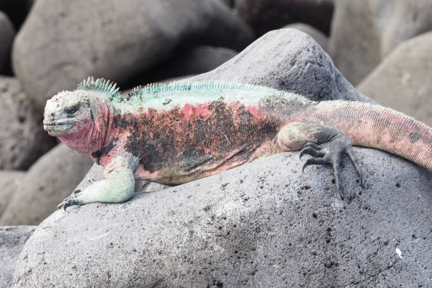 istock Marine iguanas, Espanola, Galapagos Islands 1355721788