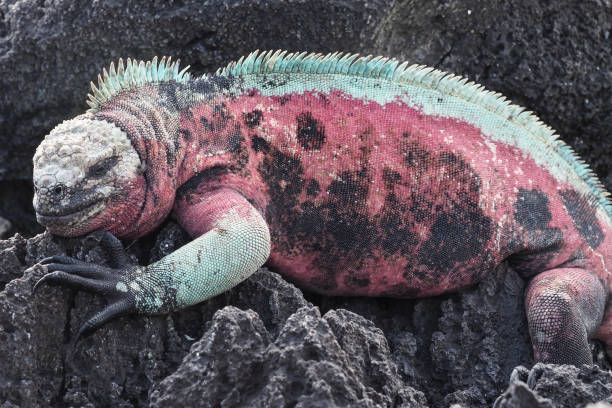 istock Marine iguanas, Espanola, Galapagos Islands 1355721826