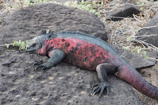 istock Marine iguanas, Espanola, Galapagos Islands 1355721868