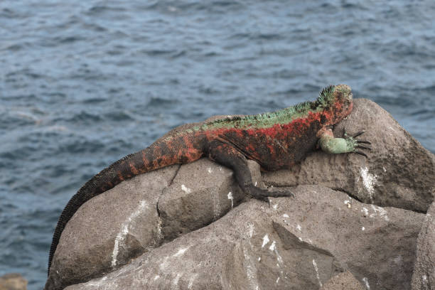 istock Marine iguanas, Espanola, Galapagos Islands 1355721894