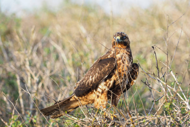 istock Galapagos hawk feeding his catch, Espanola Island 1355724892