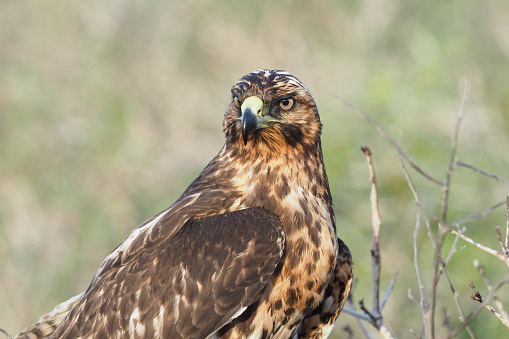The Galapagos hawk is the second heaviest buteo in the Americas. The hawk on Espanola is the largest on the Galapagos islands.