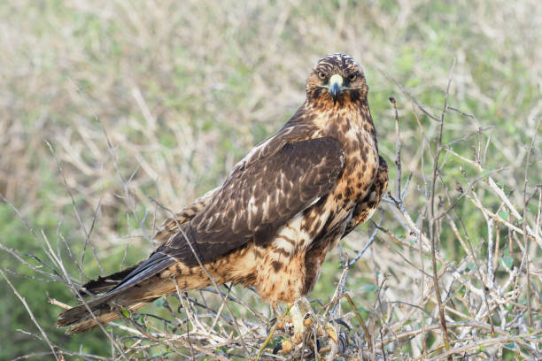 istock Galapagos hawk feeding his catch, Espanola Island 1355724948