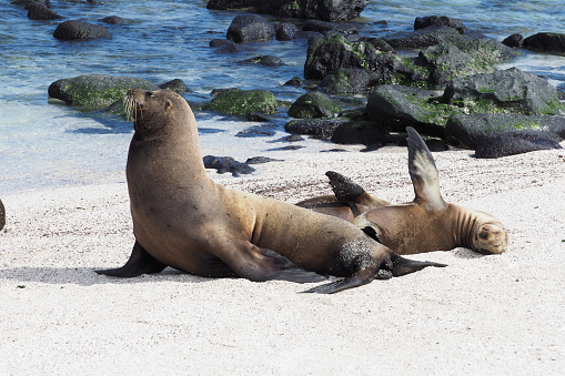 Sea lions are aquatic mammals and join their playful life.