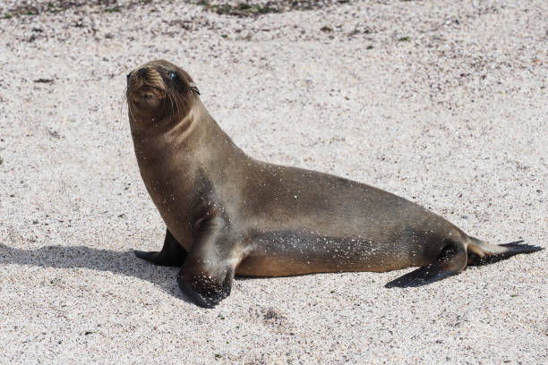 istock Sea lions, Espanola, Galapagos Islands 1355725955