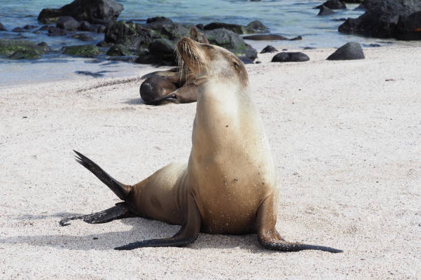 istock Sea lions, Espanola, Galapagos Islands 1355725981