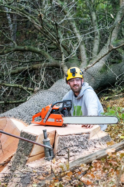 istock Professional Lumberjack Cutting a big Tree in a backyard 1355726300
