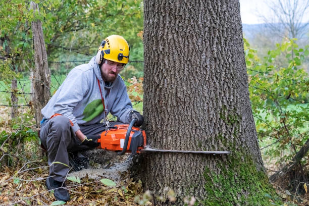 istock Professional Lumberjack Cutting a big Tree in a backyard 1355726311