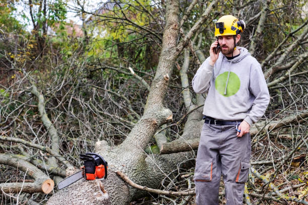 istock Professional Lumberjack Cutting a big Tree in a backyard 1355726313