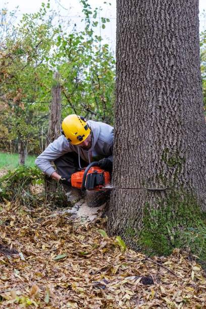 istock Professional Lumberjack Cutting a big Tree in a backyard 1355726318