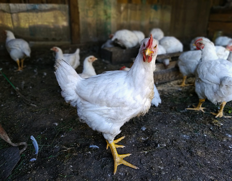 These are Broiler chickens, which are bred to obtain chicken meat