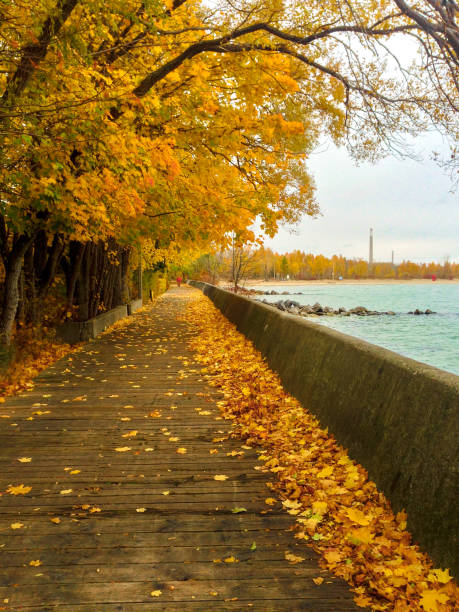 camino de otoño toronto - outdoors footpath leaf toronto fotografías e imágenes de stock