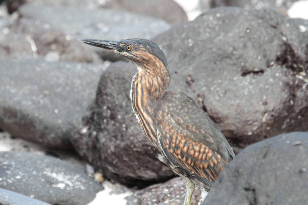Punta Suarez, Espanola, Galapagos Islands Espanola is located at the extreme southeast of the Galapagos archipelago. lava heron bird galapagos islands ecuador stock pictures, royalty-free photos & images