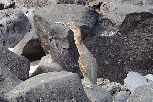Espanola is located at the extreme southeast of the Galapagos archipelago.
