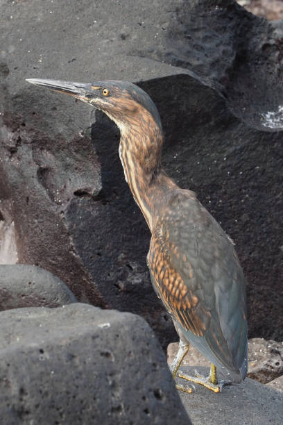 Punta Suarez, Espanola, Galapagos Islands Espanola is located at the extreme southeast of the Galapagos archipelago. lava heron bird galapagos islands ecuador stock pictures, royalty-free photos & images