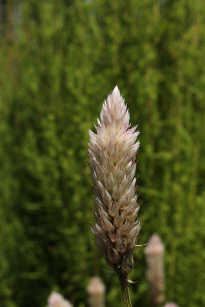 "silver cock's comb" flower - celosia argentea - 12011 imagens e fotografias de stock