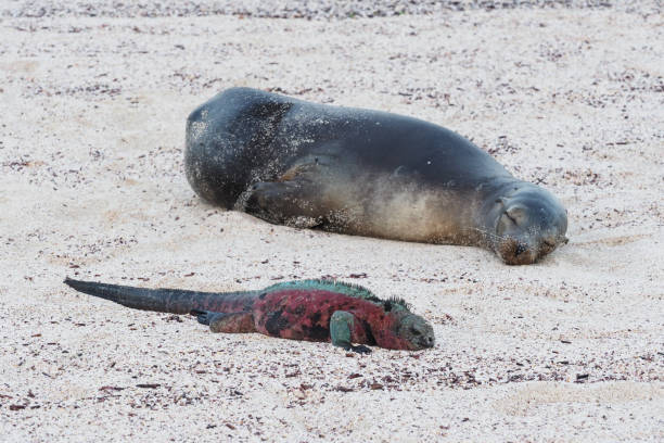 istock Punta Suarez, Espanola, Galapagos Islands 1355728664