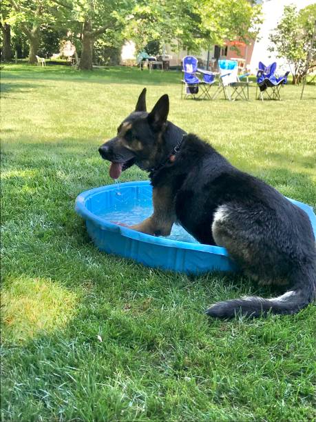 istock Ranger in the Baby Pool 1355728828