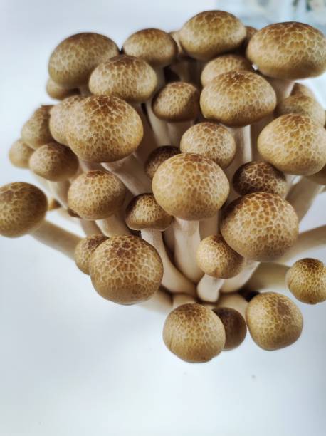 istock Shimeji mushroom series 1355730317