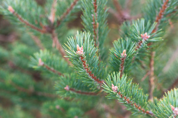 istock Branches of a fir-tree in a forest 1355730554