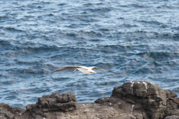 On Espanola islands visitors can watch the elegant birds during flight maneuvers on the clear sky.
