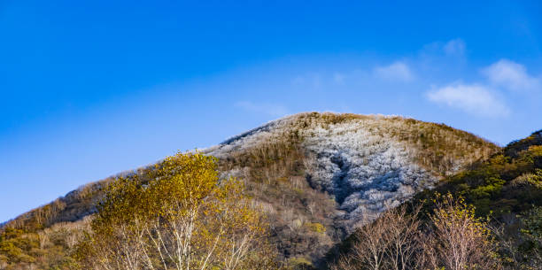 A tree with hoarfrost that grows on the top of a mountain A tree with hoarfrost that grows on the top of a mountain mt akagi stock pictures, royalty-free photos & images