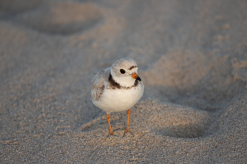 Close up photograph of a piping plover standing on the beach during spring.