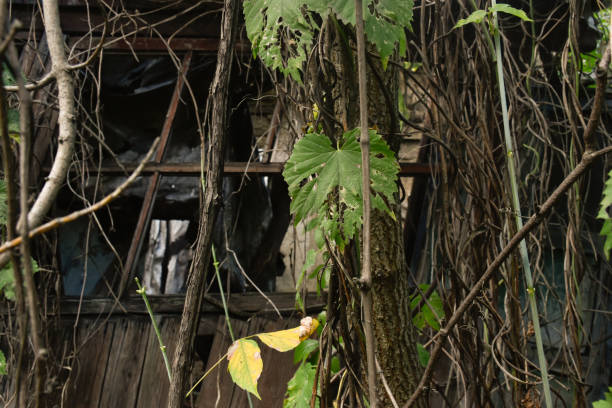 Green ivy growing in abandoned place