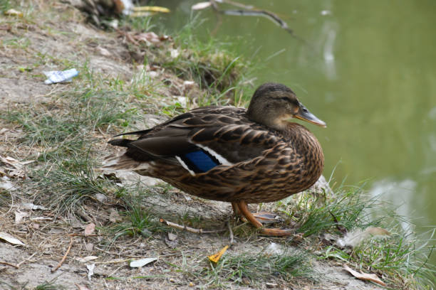 istock A cute duck with blue feathers stands on the grass by the pond. 1355733147