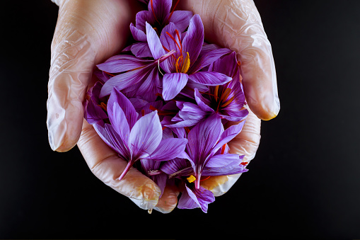 Bunch of saffron crocuses with stamens held by a girl in his hand on a black background. Beautiful saffron flowers.