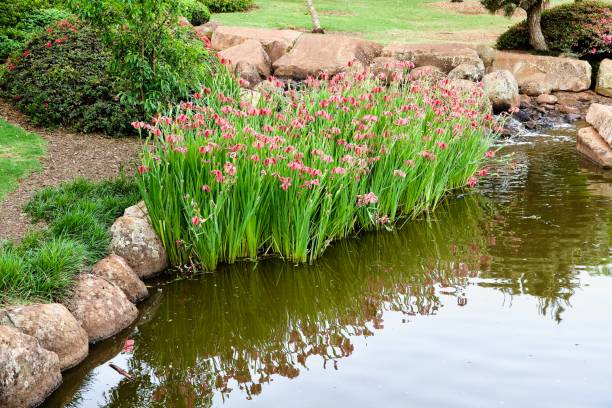 istock Pink Iris Landscape, Ju Raku En, Queensland 1355734170