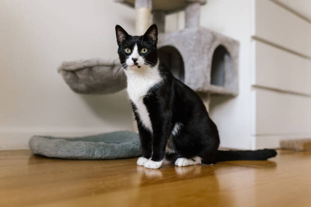 Black and white cat sitting on floor Black and white young cat sitting on floor. Cat tree is in the background. tuxedo cat stock pictures, royalty-free photos & images