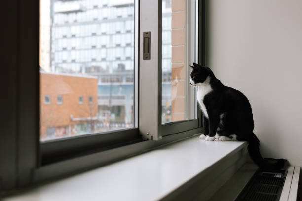 Black and white young cat looks out of a window in Brooklyn, New York.