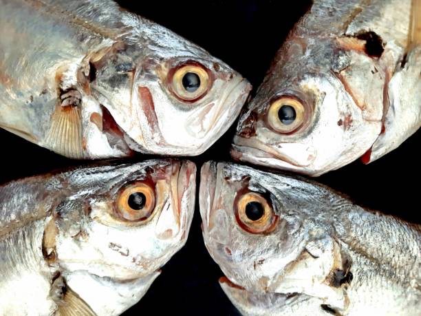 Closed up Fresh Milkfish's eye.