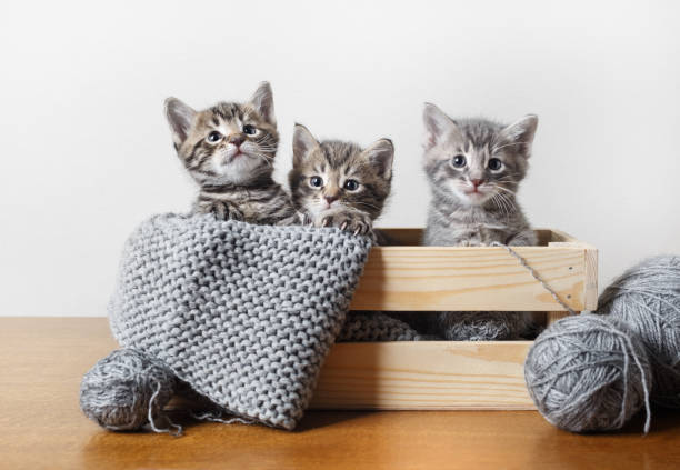 Three little kittens Portrait of three little kittens in wooden box, balls of woolen thread and yarn. kitten photos stock pictures, royalty-free photos & images