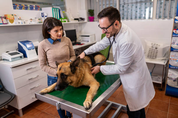 istock Veterinarian examining German Shepherd Dog 1355748790