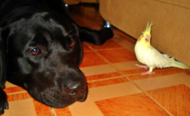 istock Labrador and Cockatiel coexist in the greatest harmony 1355751456