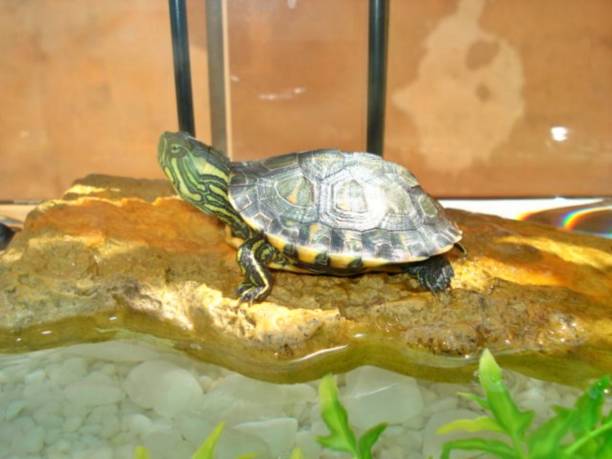 istock Cute and colorful freshwater turtle 1355751487