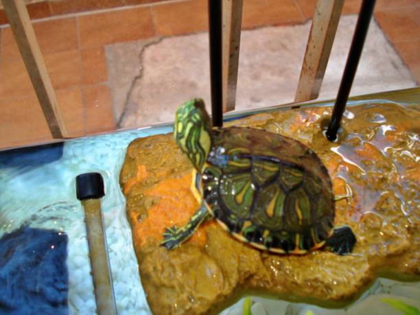 istock Cute and colorful freshwater turtle 1355751525