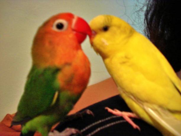 istock Bird agaponis loves a parakeet 1355751567