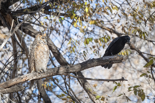 Great Horned Owl harassed by crow on perch in Fountain, Colorado in western USA.