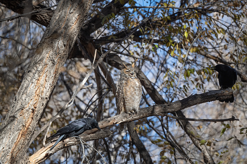 One of the wonderful birds in this country, the Tawny Frogmouth in the Mallee  Country