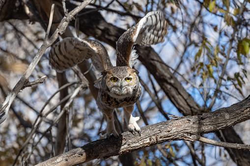 Great Horned Owl harassed by crows on perch in Fountain, Colorado in western USA.