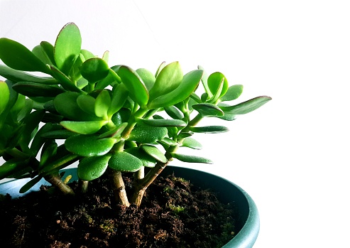Small money plant in house