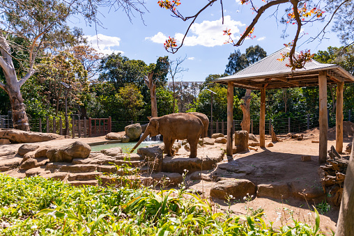 Melbourne Vic Australia - October 6th 2021 - Elephants Standing at Artificial Water Pond with at Melbourne Zoo on a Sunny Spring Afternoon