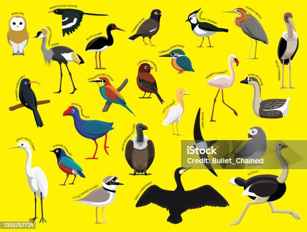 African Birds With Name Cartoon Character Set 1 Stock Illustration -  Download Image Now - Kingfisher, Egret, Barn Owl - iStock